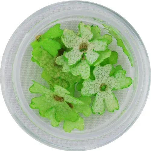 Világoszöld virágok körmökre - szárított