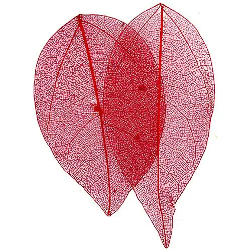 Szárított levél – piros